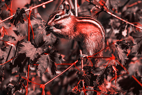 Chipmunk Feasting On Tree Branches (Red Tone)