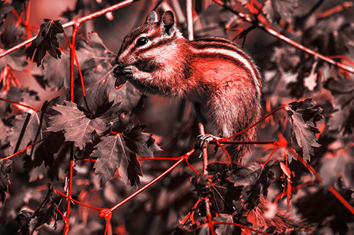 Chipmunk Feasting On Tree Branches (Red Tone Photo)