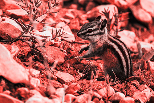 Chipmunk Ripping Plant Stem From Dirt (Red Tone Photo)