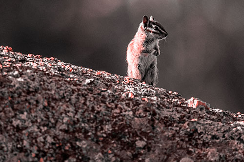 Chipmunk Standing Atop Sloping Fungi Rock (Red Tone Photo)