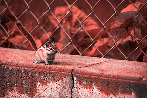 Chipmunk Walking Along Wet Concrete Wall (Red Tone Photo)