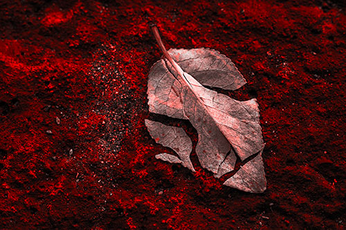 Chipped Leaf Face Rests Atop Pavement (Red Tone)
