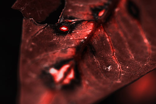 Chipped Vein Decaying Leaf Face (Red Tone Photo)