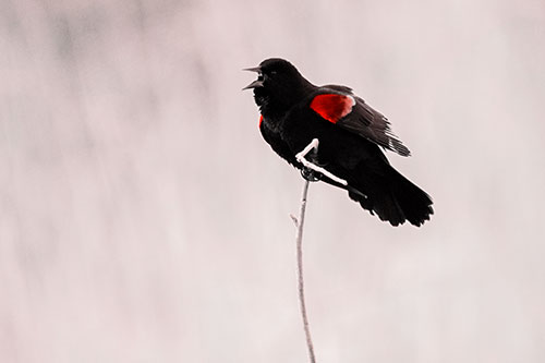 Chirping Red Winged Blackbird Atop Snowy Branch (Red Tone Photo)