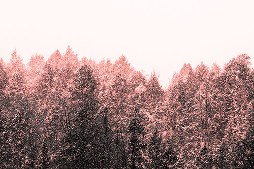 Christmas Snow Blanketing Trees (Red Tone Photo)