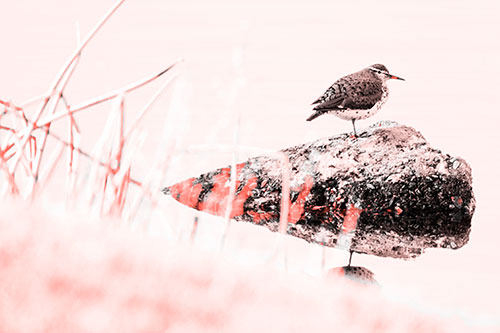 Chubby Dunlin Bird Standing Atop Lake Rock (Red Tone Photo)