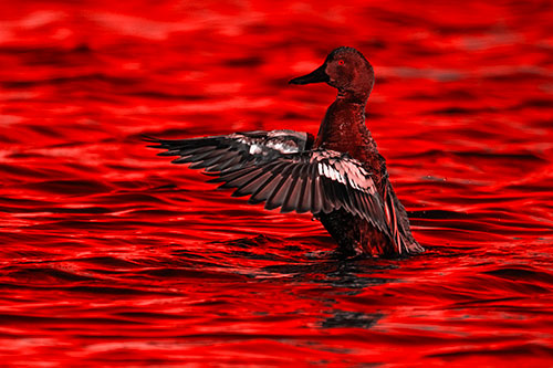 Cinnamon Teal Duck Flaps Wings Among Lake (Red Tone)