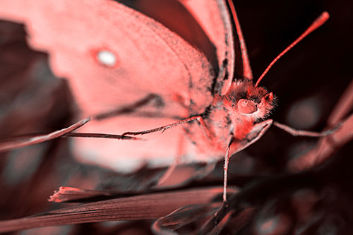 Cloudless Sulphur Butterfly Taking Stance (Red Tone)