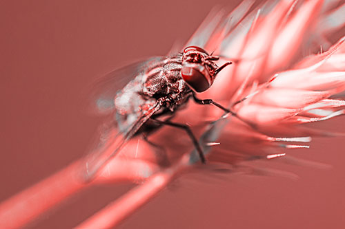 Cluster Fly Rests Atop Grass Blade (Red Tone Photo)