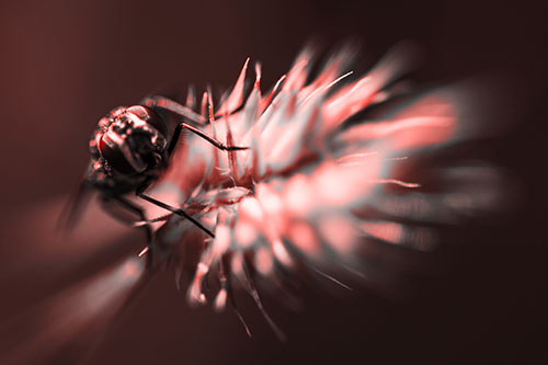 Cluster Fly Rides Plant Top Among Wind (Red Tone Photo)