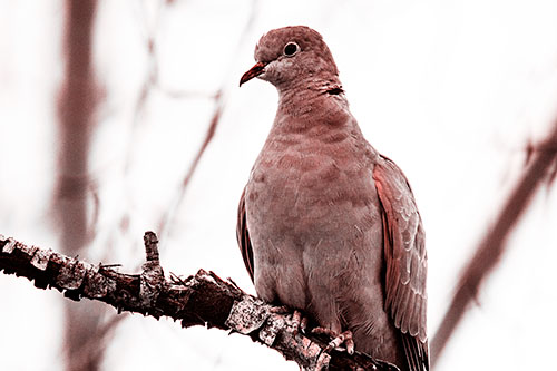 Collared Dove Perched Atop Peeling Tree Branch (Red Tone Photo)
