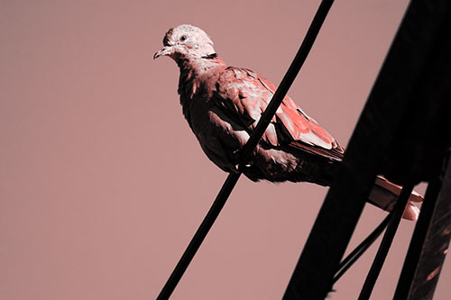 Collared Dove Perched Atop Wire (Red Tone Photo)