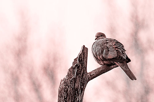 Collared Dove Sitting Atop Broken Tree (Red Tone)