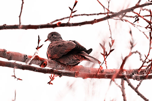 Collared Dove Sitting Atop Tree Branch (Red Tone Photo)