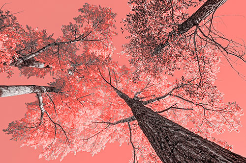 Colorful Towering Autumn Trees Among Clear Sky (Red Tone)
