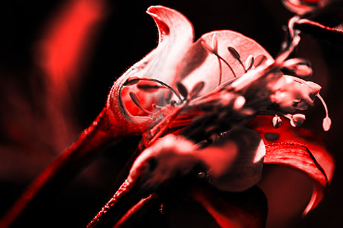 Columbine Flower Face Embracing Sunlight (Red Tone)