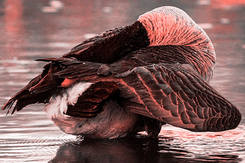 Contorting Canadian Goose Playing Peekaboo (Red Tone Photo)