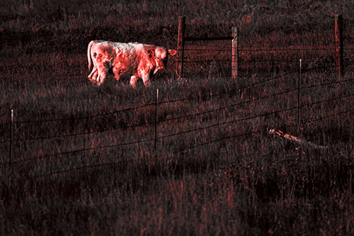 Cow Glances Sideways Beside Barbed Wire Fence (Red Tone Photo)