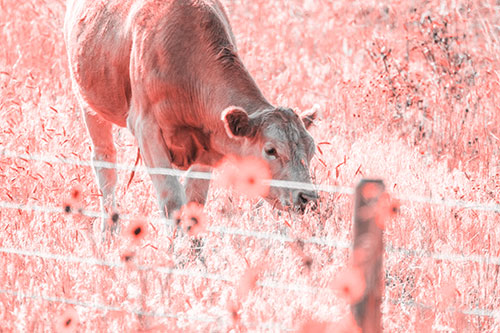 Cow Snacking On Grass Behind Fence (Red Tone)