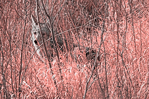 Coyote Makes Eye Contact Among Tall Grass (Red Tone Photo)