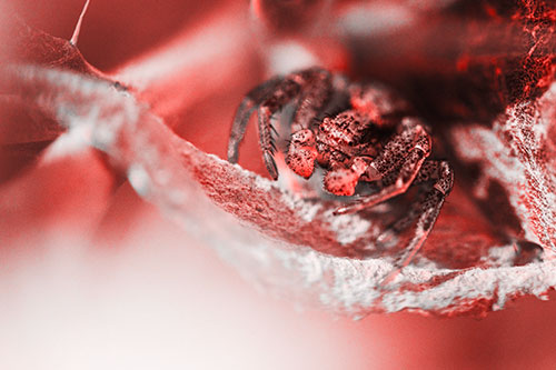 Crab Spider Cowers Among Leaf Petal (Red Tone)