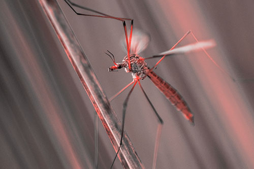 Crane Fly Clinging Ahold To Grass Blade (Red Tone)