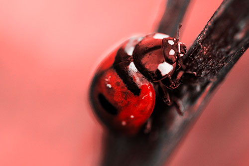 Crawling Ladybug Climbing Up Plant Stem (Red Tone Photo)
