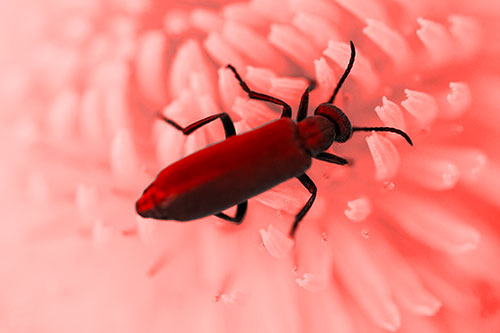 Crawling Oedemera Beetle Searching Atop Dandelion (Red Tone)