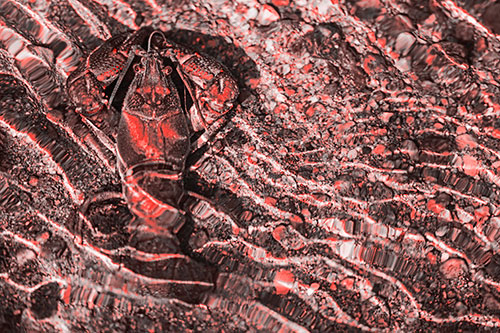 Crayfish Holds Onto Riverbed Floor Among Rippling Water (Red Tone Photo)