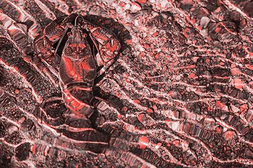 Crayfish Holds Onto Riverbed Floor Among Rippling Water (Red Tone)