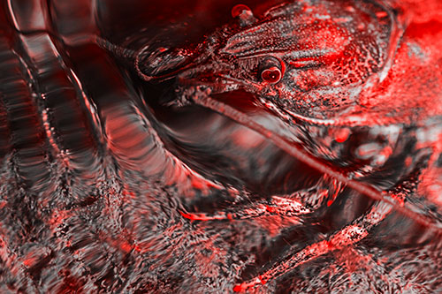 Crayfish Swims Against Rippling Water (Red Tone Photo)