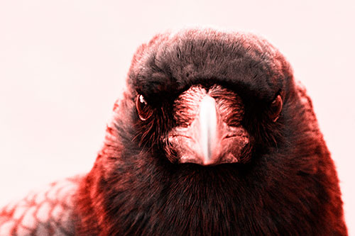 Creepy Close Eye Contact With A Crow (Red Tone Photo)