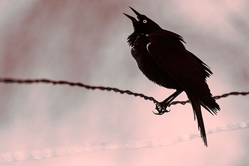 Croaking Grackle Balances Atop Fence Wire (Red Tone Photo)