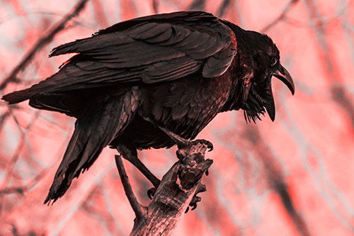 Croaking Raven Perched Atop Broken Tree Branch (Red Tone)