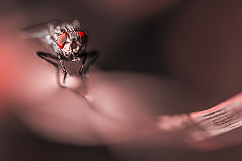 Crouching Cluster Fly Balances Among Grass Blade (Red Tone)