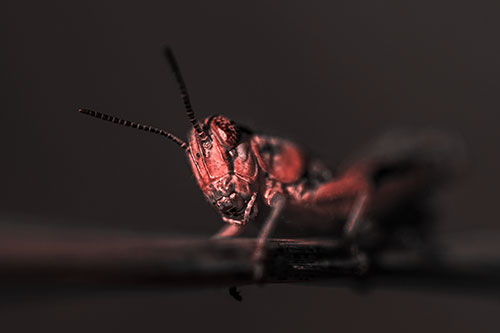 Crouching Grasshopper Gripping Onto Grass Blade (Red Tone)