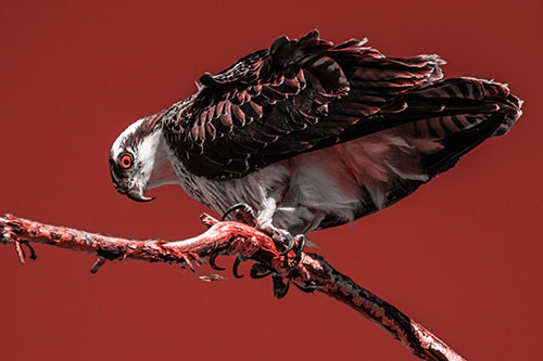 Crouching Osprey Hawk Looking Below Shredded Tree Branch (Red Tone)
