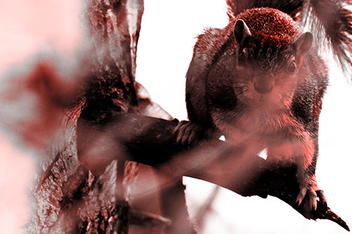 Crouching Squirrel Atop Jagged Broken Tree Branch (Red Tone Photo)