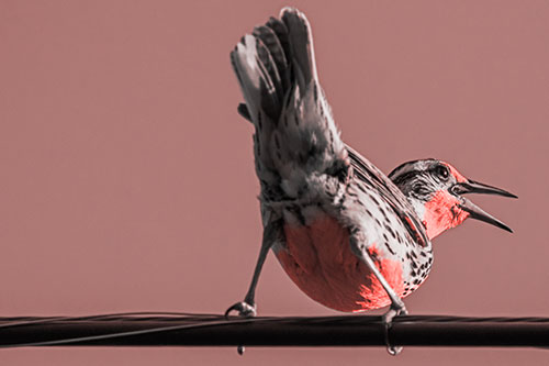 Crouching Western Meadowlark Singing Towards Sunlight (Red Tone)