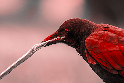 Crow Clamping Ahold Flattened Coffee Cup (Red Tone Photo)