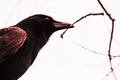 Crow Clasping Stick Among Tree Branches (Red Tone Photo)