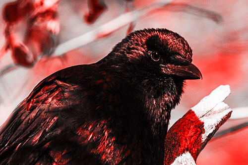 Crow Enjoys Sunshine Atop Broken Tree Branch (Red Tone Photo)