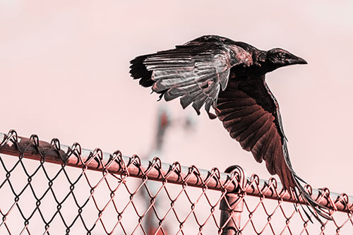 Crow Flying Over Chain Link Fence (Red Tone)