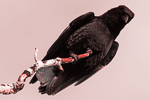 Crow Glancing Downward Atop Decaying Tree Branch (Red Tone Photo)