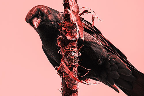 Crow Glaring Downward Atop Peeling Tree Branch (Red Tone)