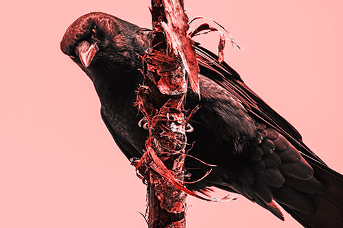 Crow Glaring Downward Atop Peeling Tree Branch (Red Tone Photo)