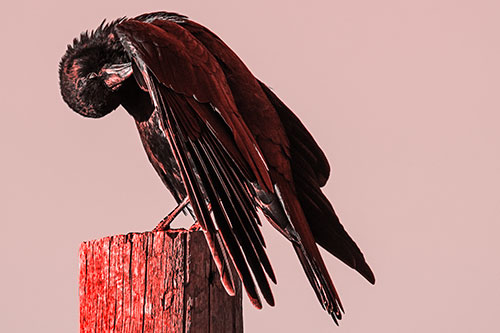 Crow Grooming Wing Atop Wooden Post (Red Tone Photo)