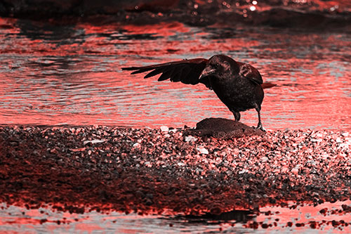 Crow Pointing Upstream Using Wing (Red Tone Photo)