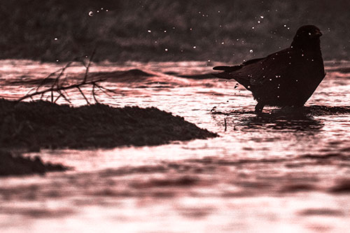 Crow Splashing River Water (Red Tone Photo)