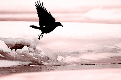 Crow Taking Flight Off Icy Shoreline (Red Tone)
